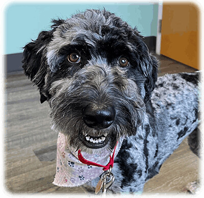 Enlarge Daisy-Has Been Adopted, a Adopted Aussiedoodle in Miamisburg, OH image 2/4