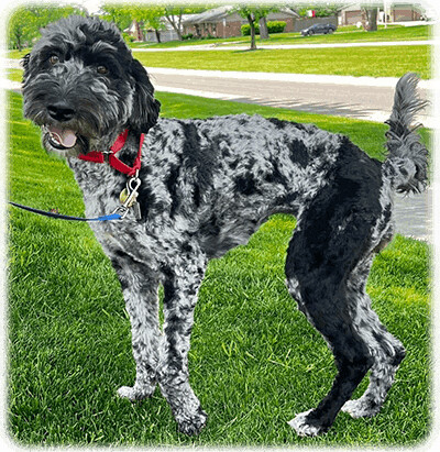 Enlarge Daisy-Has Been Adopted, a Adopted Aussiedoodle in Miamisburg, OH image 3/4