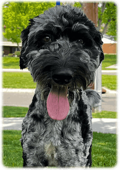 Daisy-Has Been Adopted, Adopted, Puppy Female Aussiedoodle.