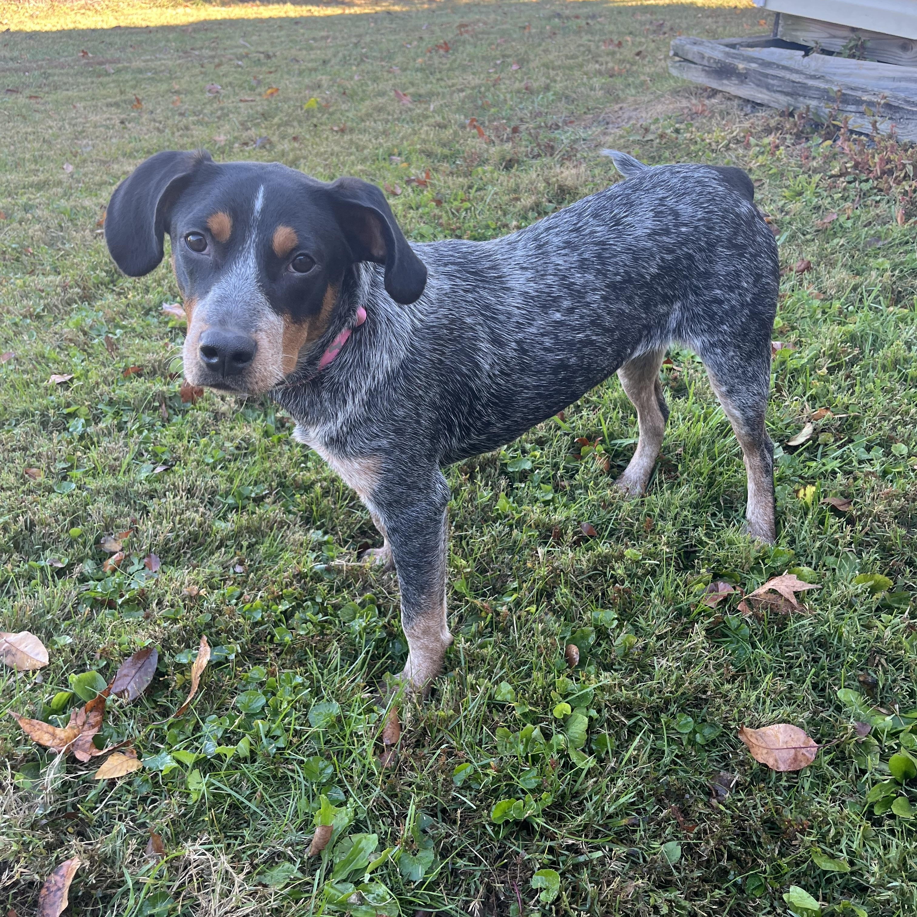Vampira, Adopted, Adult Female Australian Cattle Dog / Blue Heeler.