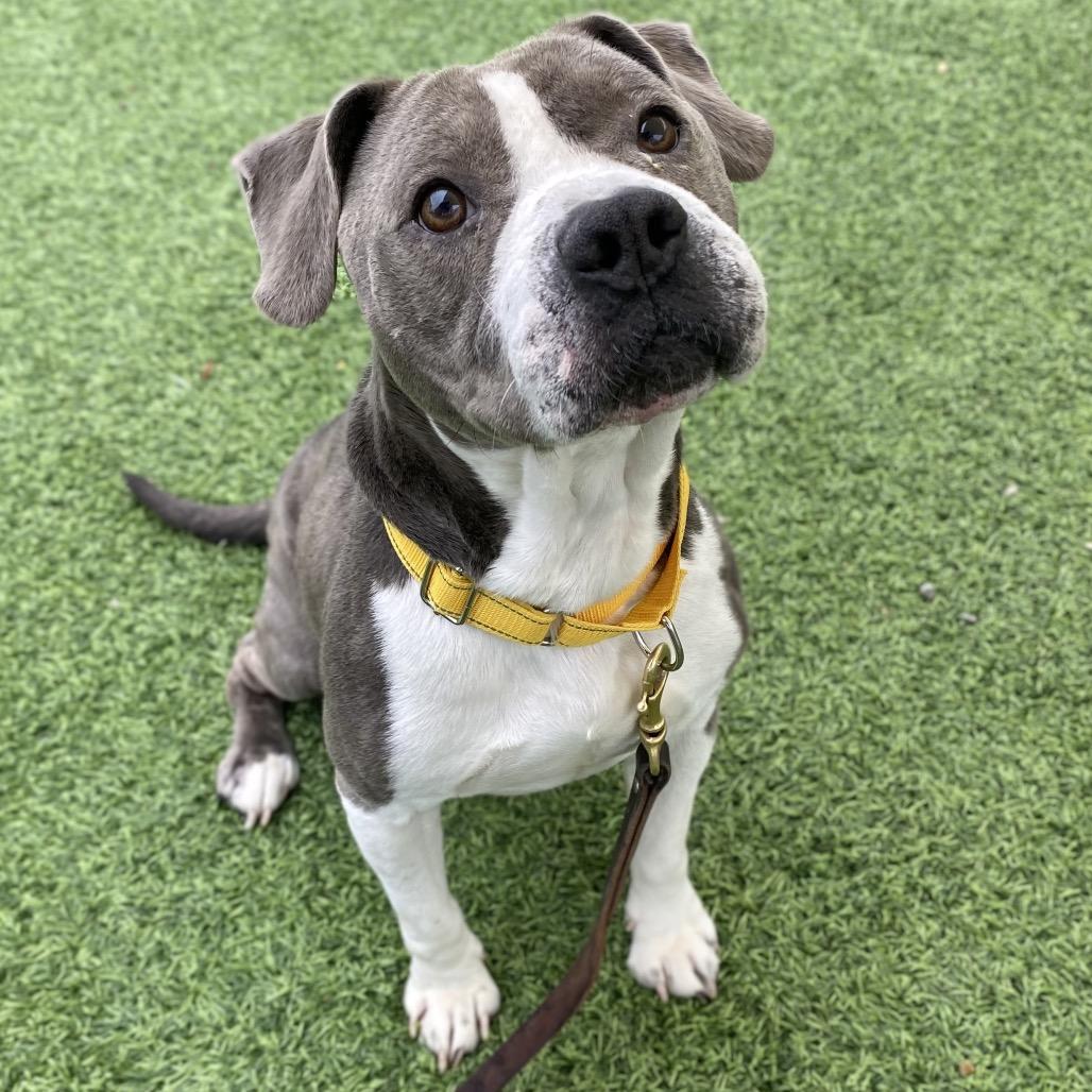 Eggnog, Adoptable, Adult Male Mixed Breed.