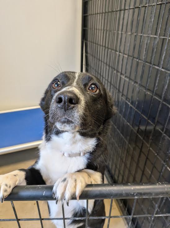 Enlarge Daisie, an adopted mixed breed in Blue Earth, MN image 1/1