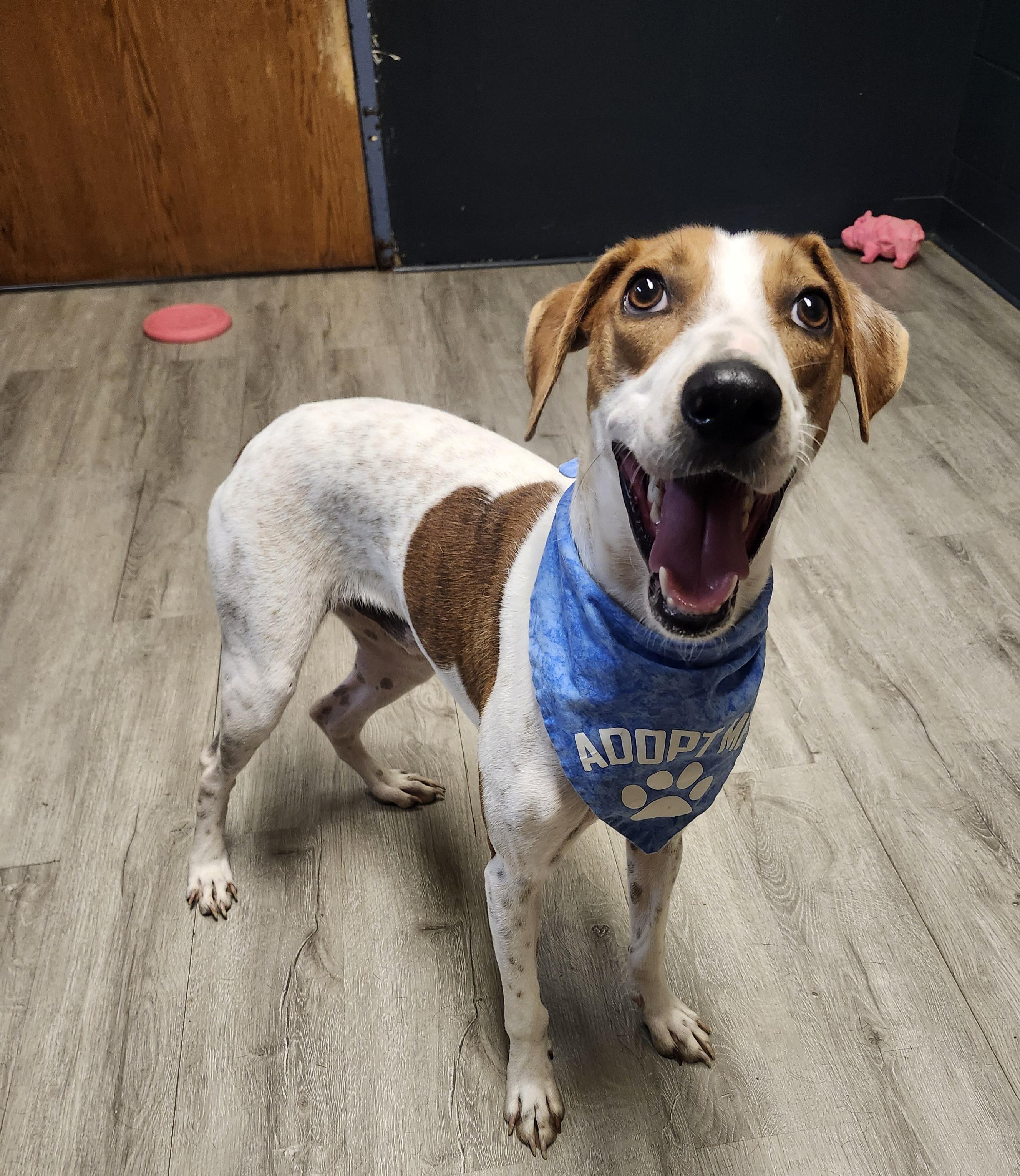 Enlarge Ragnor Lodbrok, a Adoptable mixed breed in Mansfield, OH image 2/4
