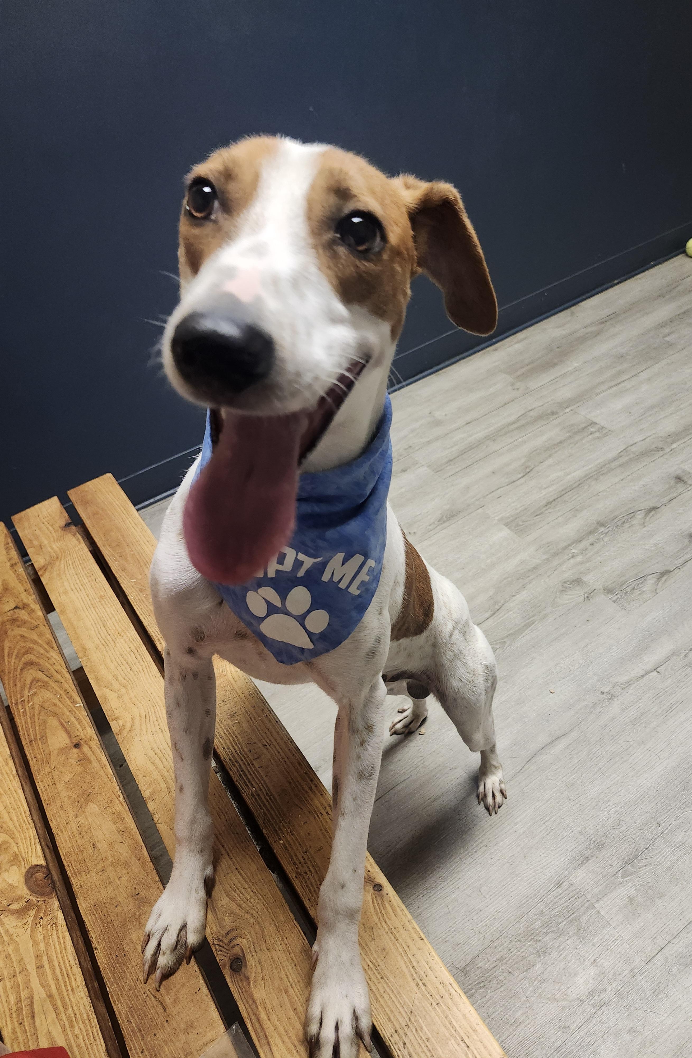 Enlarge Ragnor Lodbrok, a Adoptable mixed breed in Mansfield, OH image 3/4