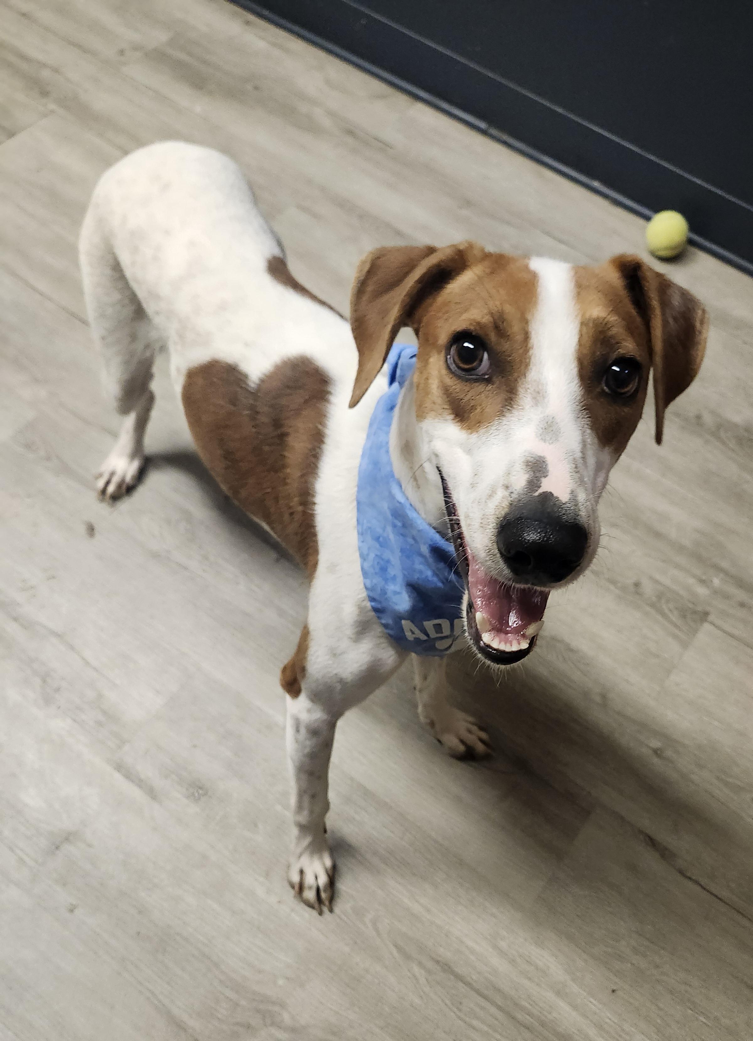 Enlarge Ragnor Lodbrok, a Adoptable mixed breed in Mansfield, OH image 4/4