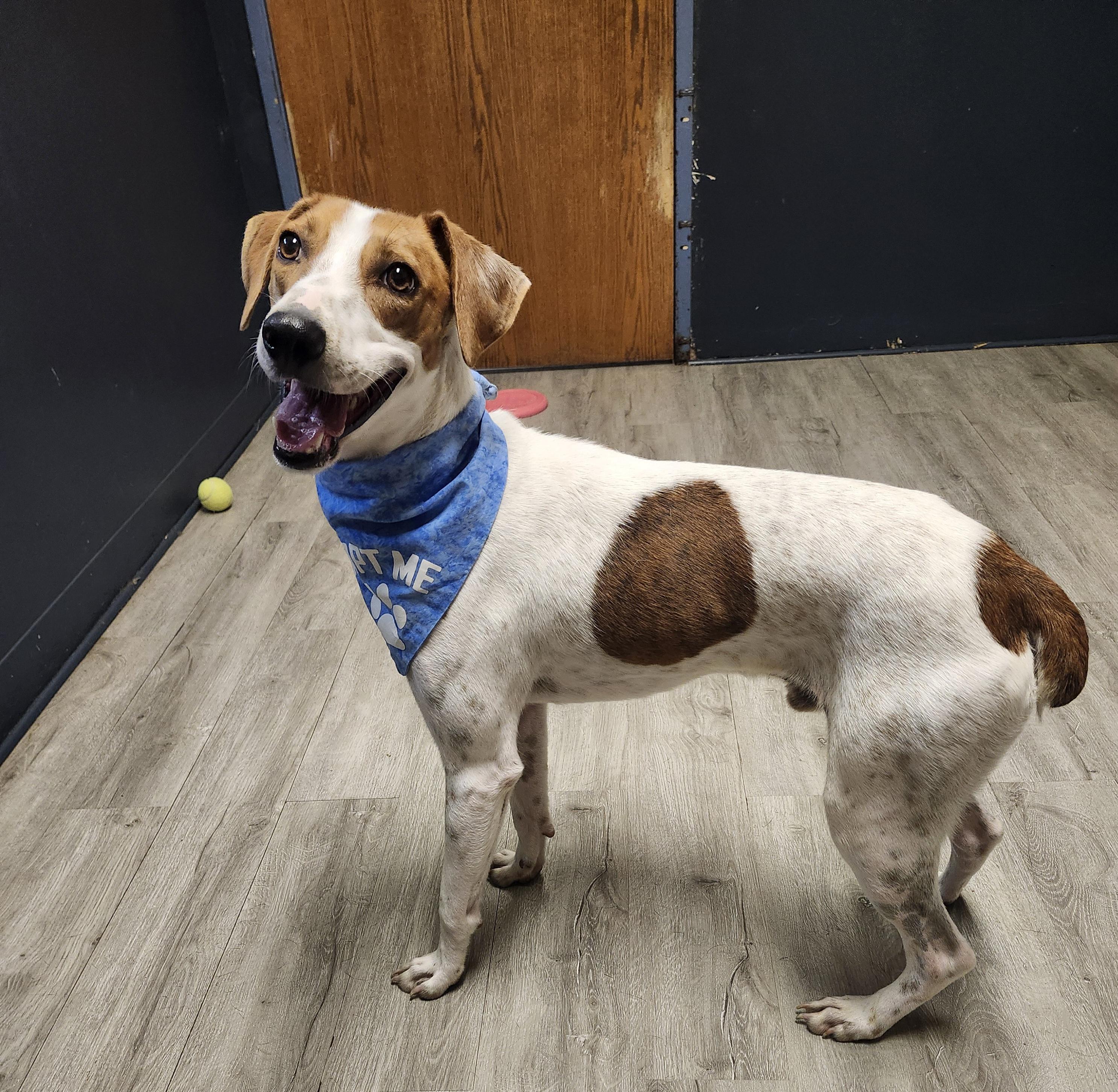 Enlarge Ragnor Lodbrok, a Adoptable mixed breed in Mansfield, OH image 1/4