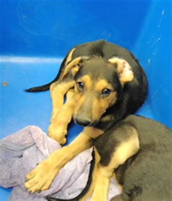 Enlarge CHIP, a Adoptable mixed breed in Albuquerque, NM image 1/1
