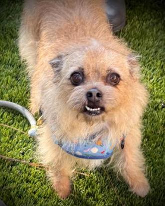Lexie, ADOPTABLE, Adult Female Norwich Terrier.