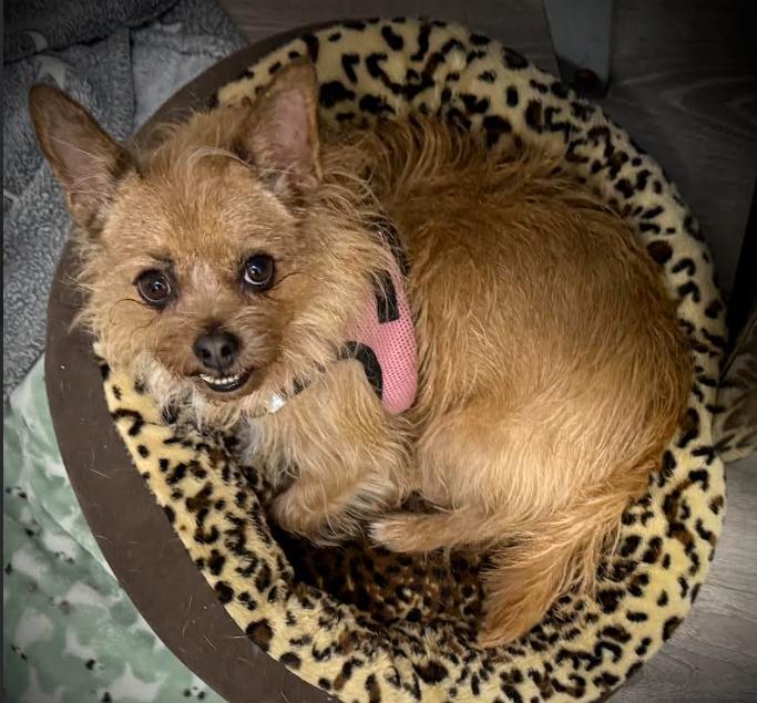 Lexie, ADOPTABLE, Adult Female Norwich Terrier.
