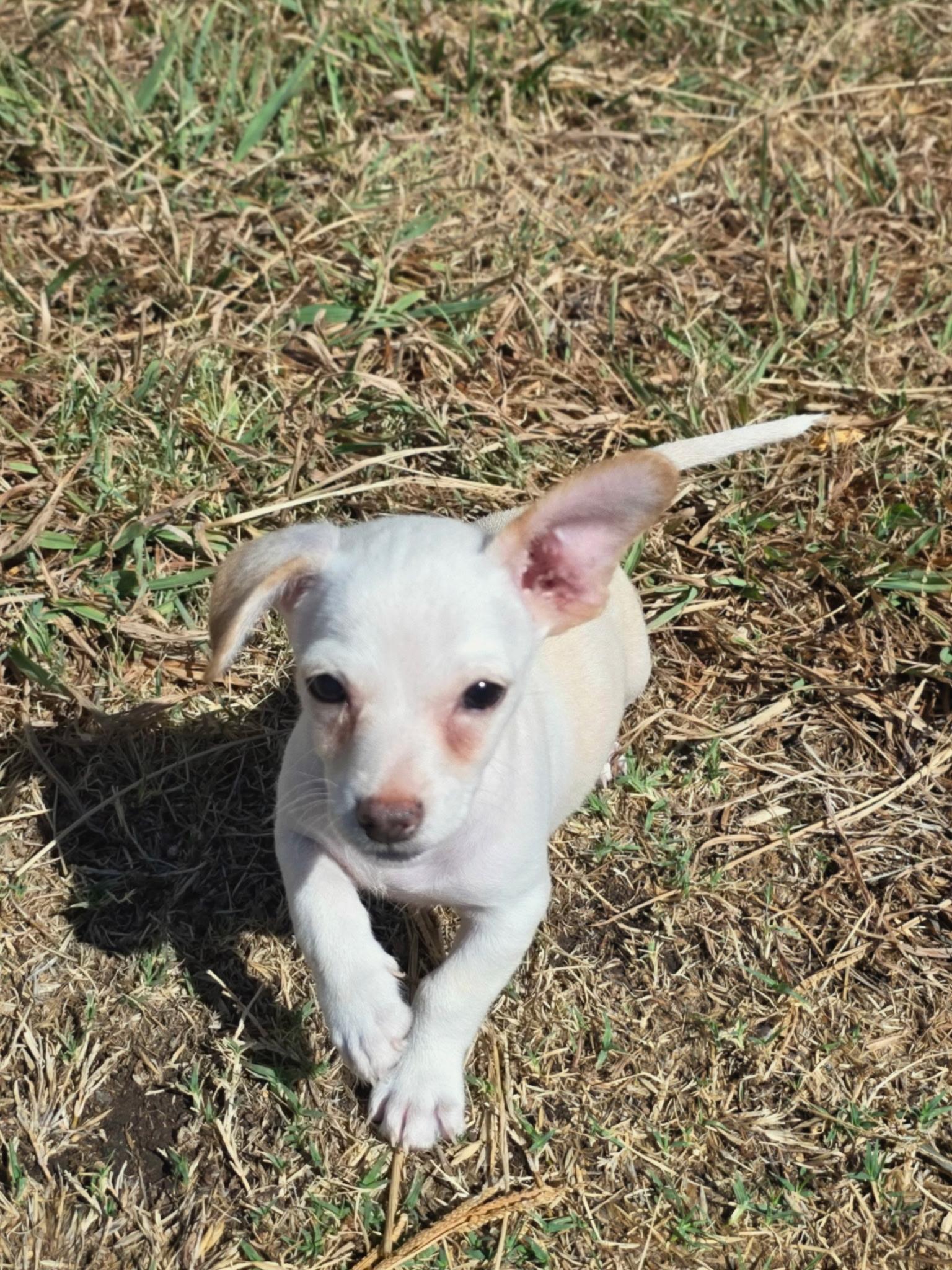 Ammo, a ADOPTABLE mixed breed in Penryn, CA image 2/4