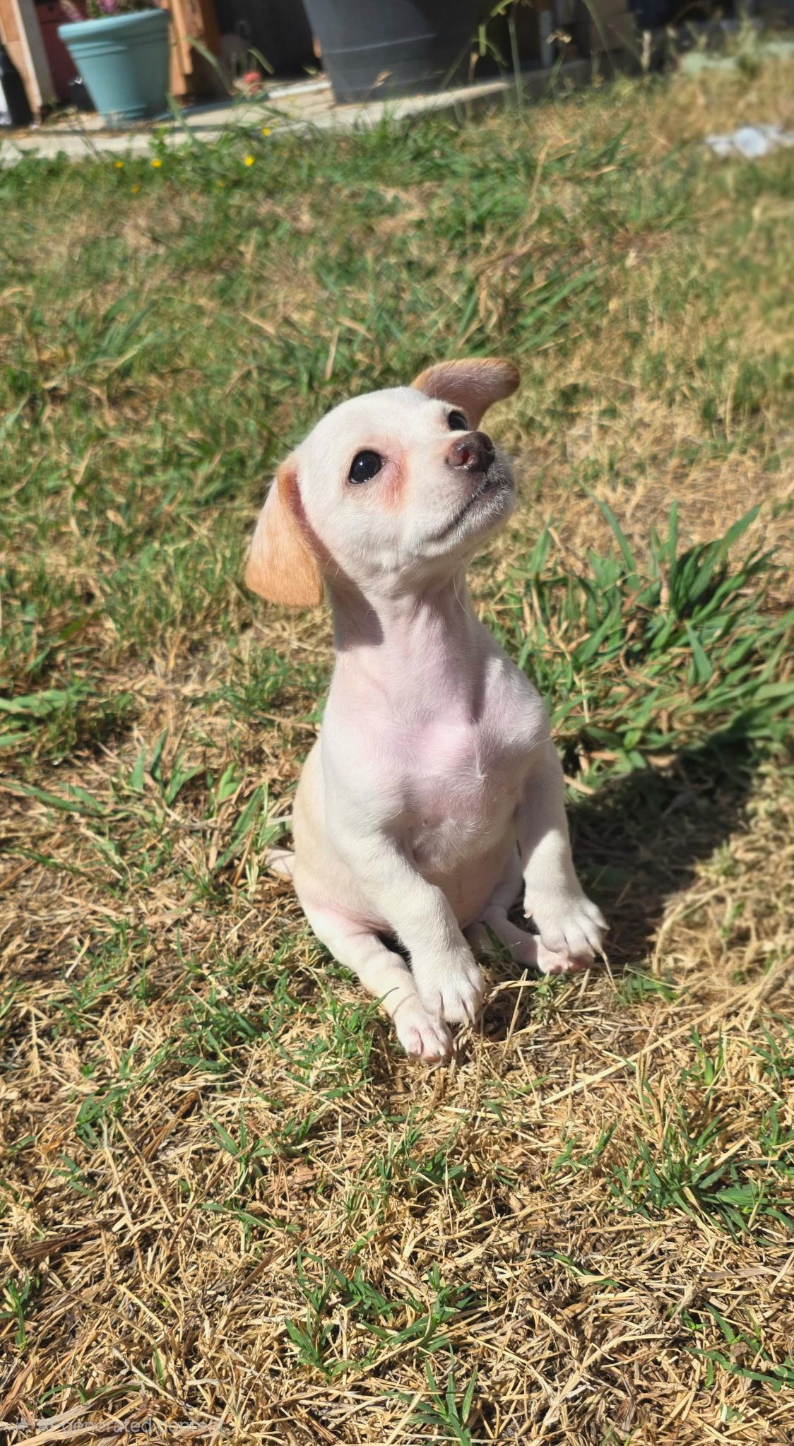 Ammo, a ADOPTABLE mixed breed in Penryn, CA image 3/4