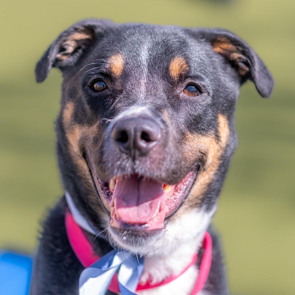 Enlarge Finn, a Adoptable mixed breed in Albuquerque, NM image 1/6