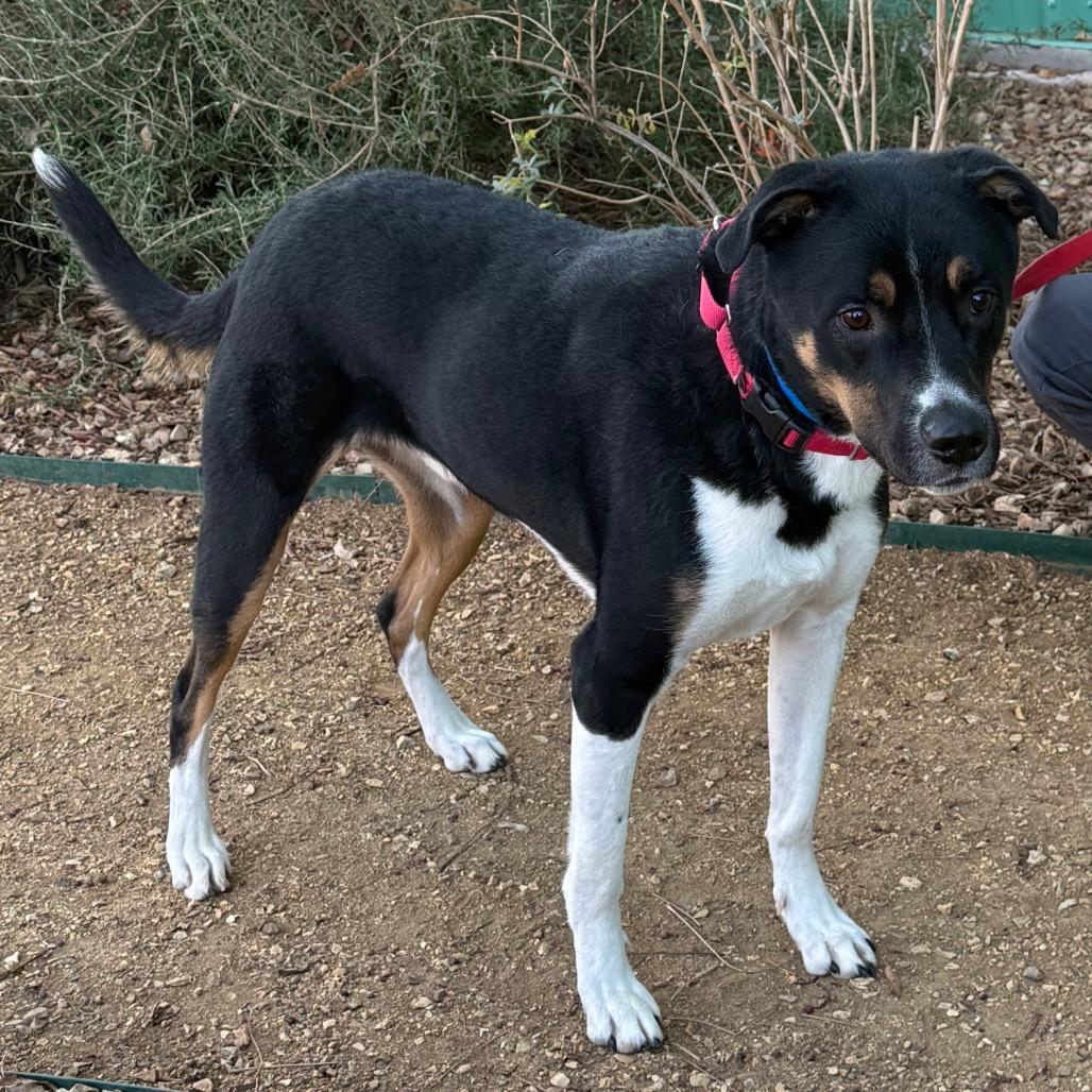 Finn, a Adoptable mixed breed in Albuquerque, NM image 1/5