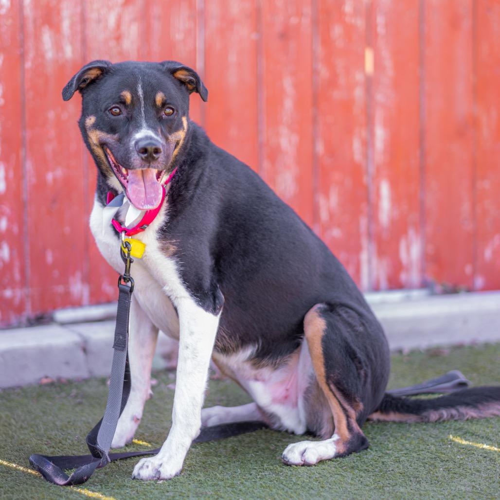 Enlarge Finn, a Adoptable mixed breed in Albuquerque, NM image 2/6