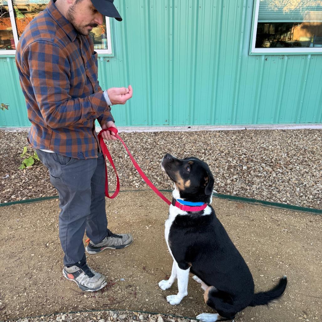 Finn, a Adoptable mixed breed in Albuquerque, NM image 2/5