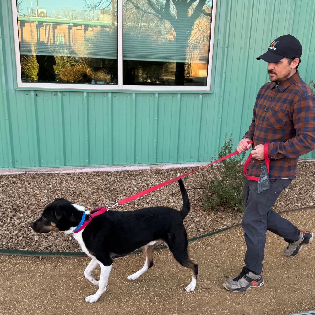 Finn, a Adoptable mixed breed in Albuquerque, NM image 3/5