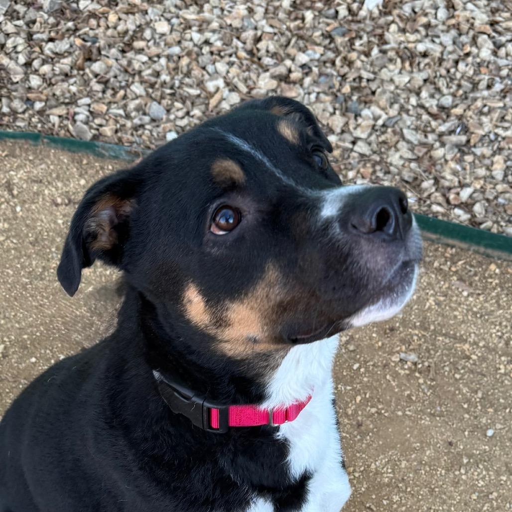 Finn, a Adoptable mixed breed in Albuquerque, NM image 4/5