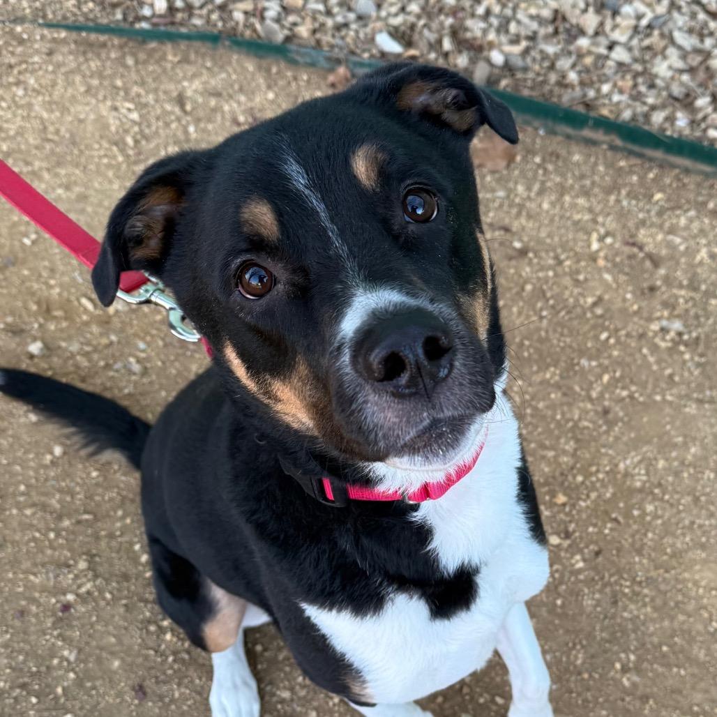 Finn, a Adoptable mixed breed in Albuquerque, NM image 5/5