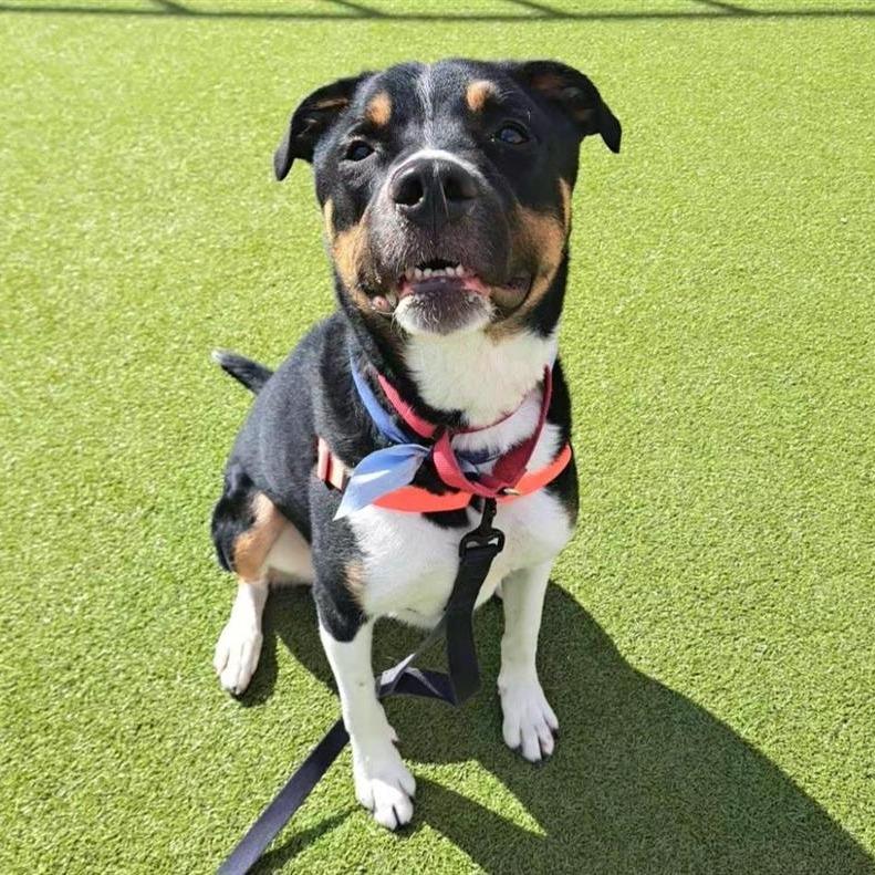 Enlarge Finn, a Adoptable mixed breed in Albuquerque, NM image 5/6