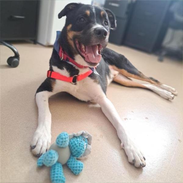 Enlarge Finn, a Adoptable mixed breed in Albuquerque, NM image 6/6