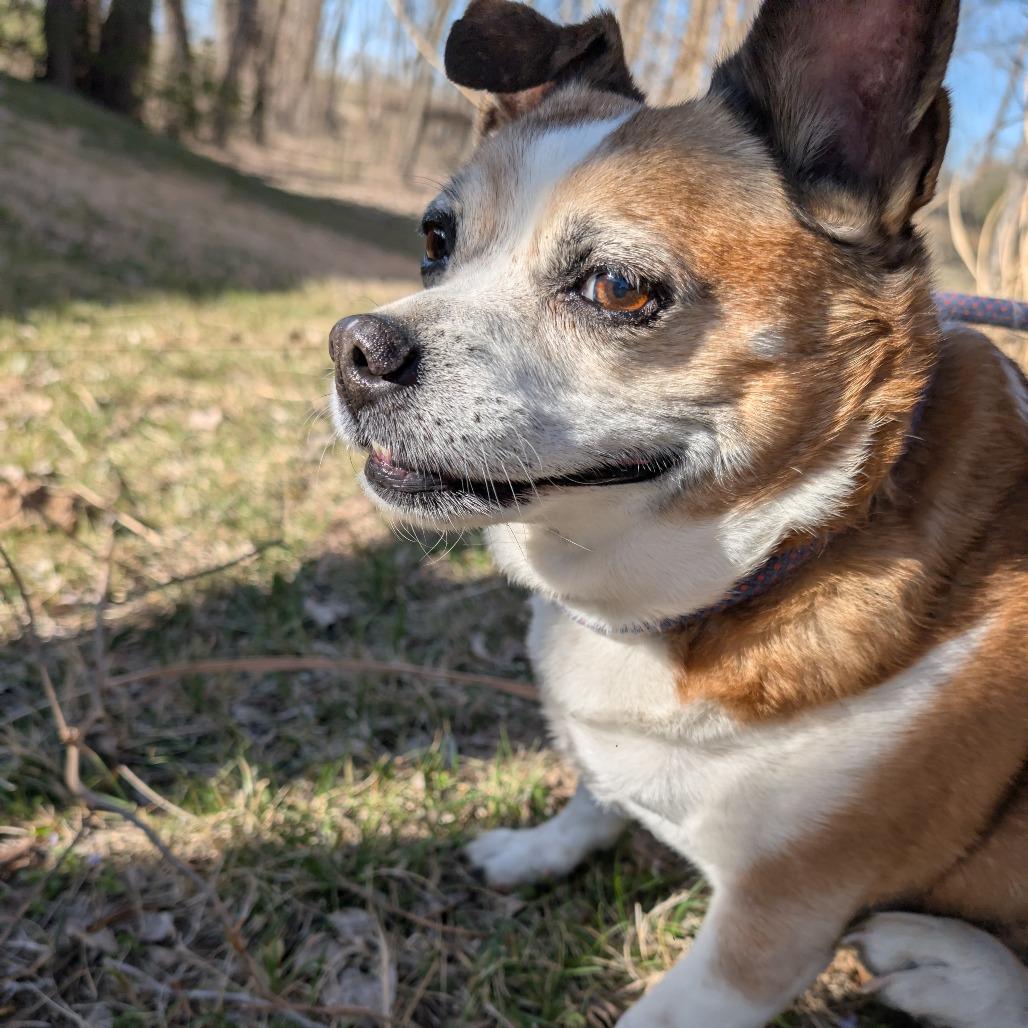 Enlarge Rocco, a Adoptable mixed breed in Manhattan, KS image 1/3