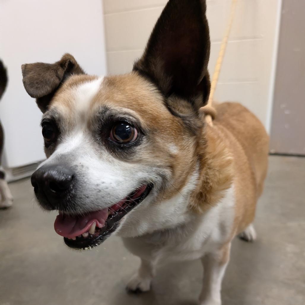 Enlarge Rocco, a Adoptable mixed breed in Manhattan, KS image 2/3