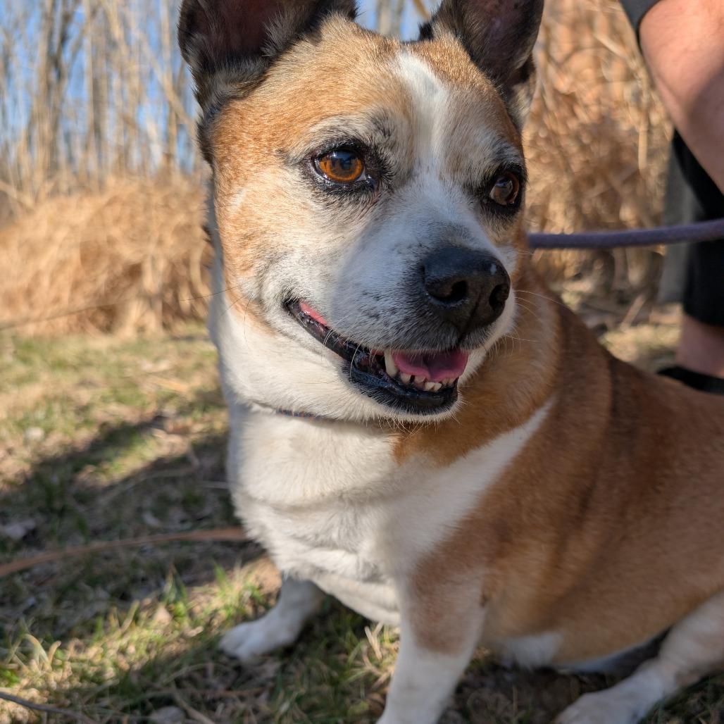Enlarge Rocco, a Adoptable mixed breed in Manhattan, KS image 3/3