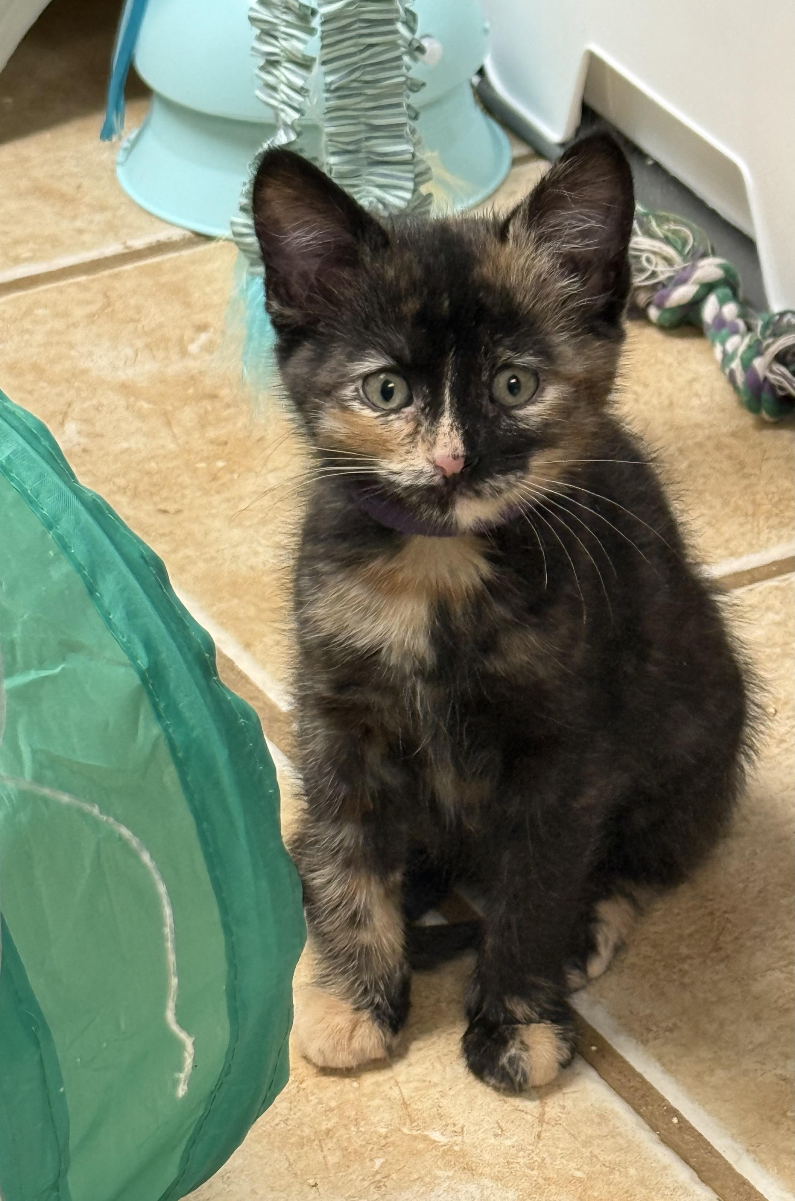 Sweet Pea & Fern (social / playful / sweet), Baby Male unknown