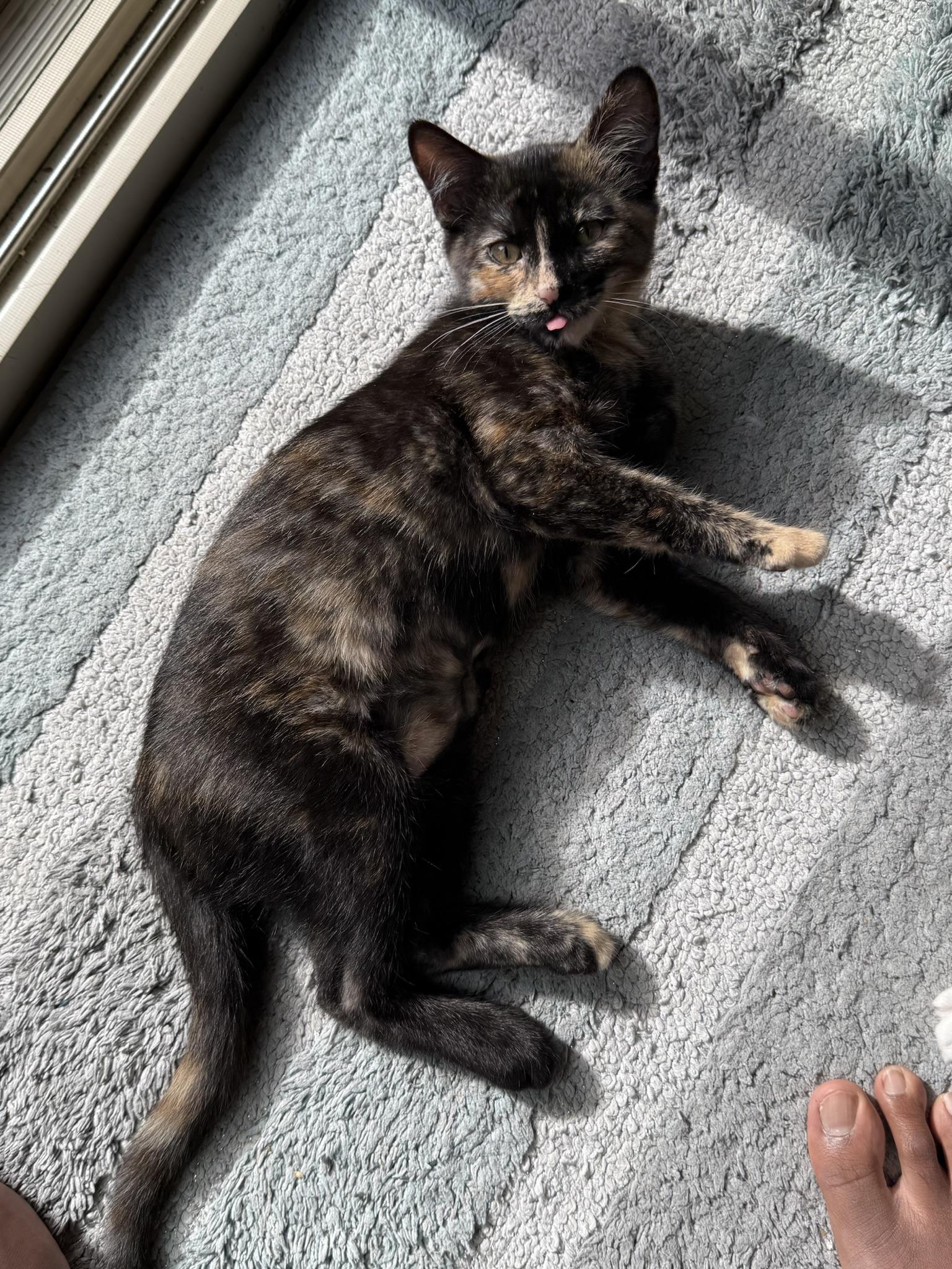 Sweet Pea & Fern (social / playful / sweet)