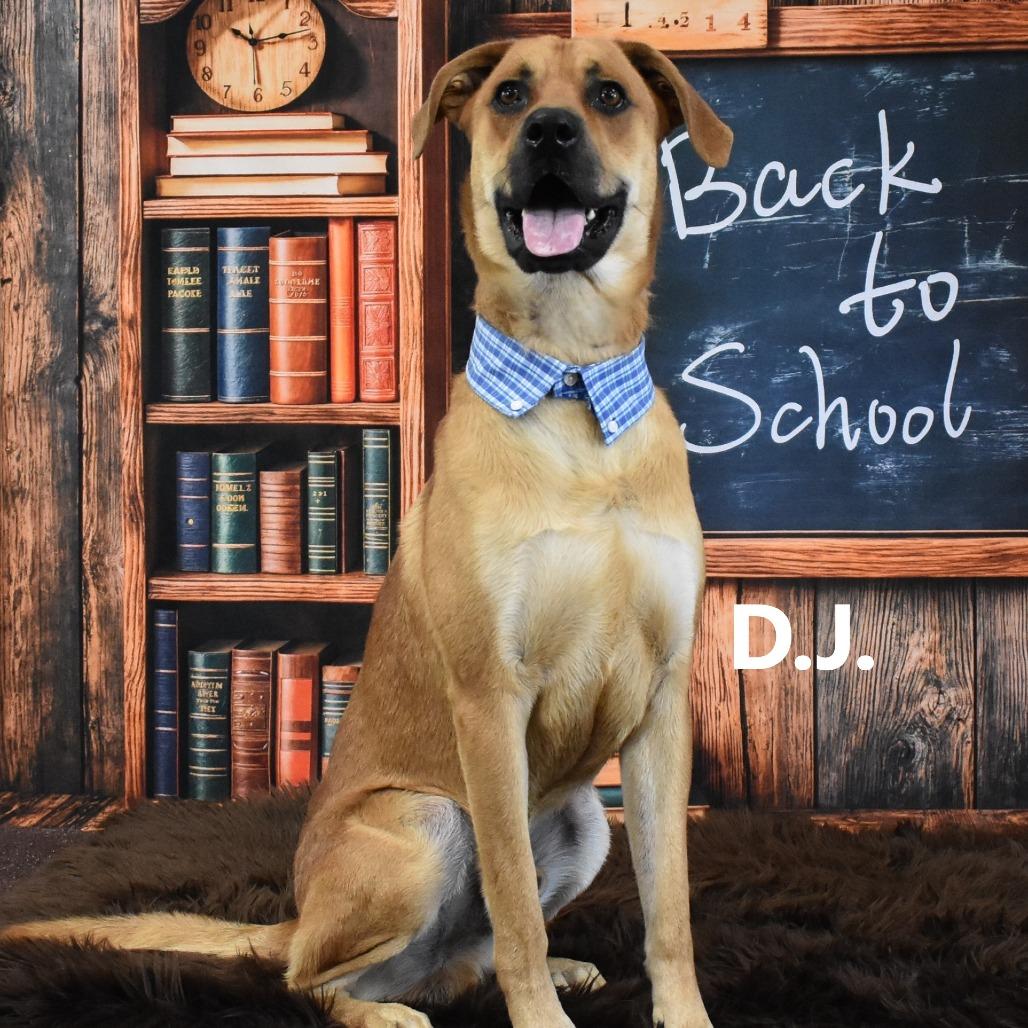 Enlarge DJ, a Adoptable mixed breed in Yuma, AZ image 1/5