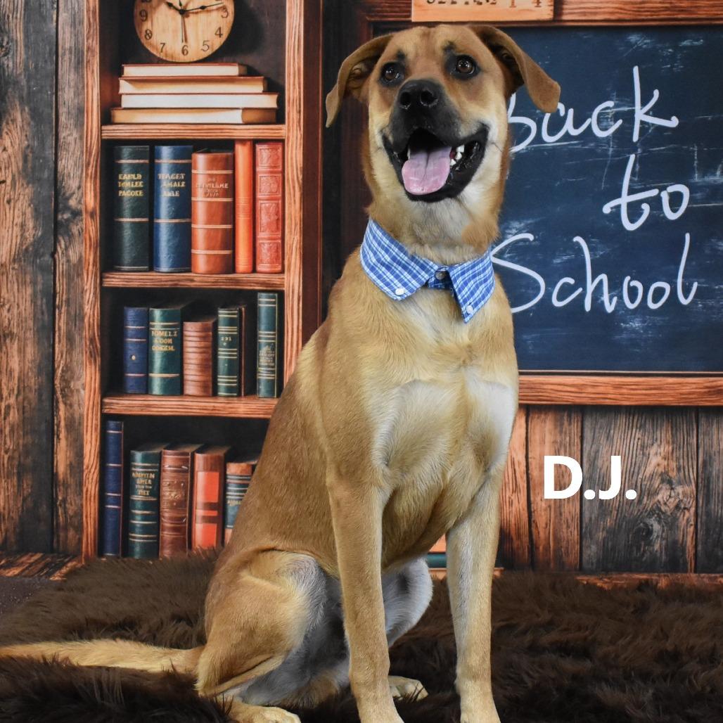 Enlarge DJ, a Adoptable mixed breed in Yuma, AZ image 2/5