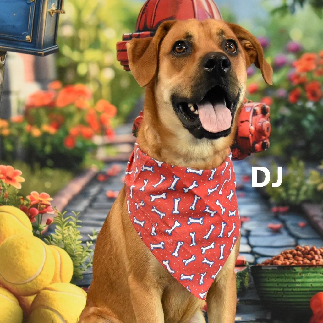 Enlarge DJ, a Adoptable mixed breed in Yuma, AZ image 3/5