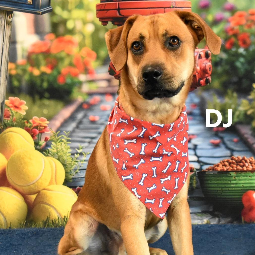 Enlarge DJ, a Adoptable mixed breed in Yuma, AZ image 4/5