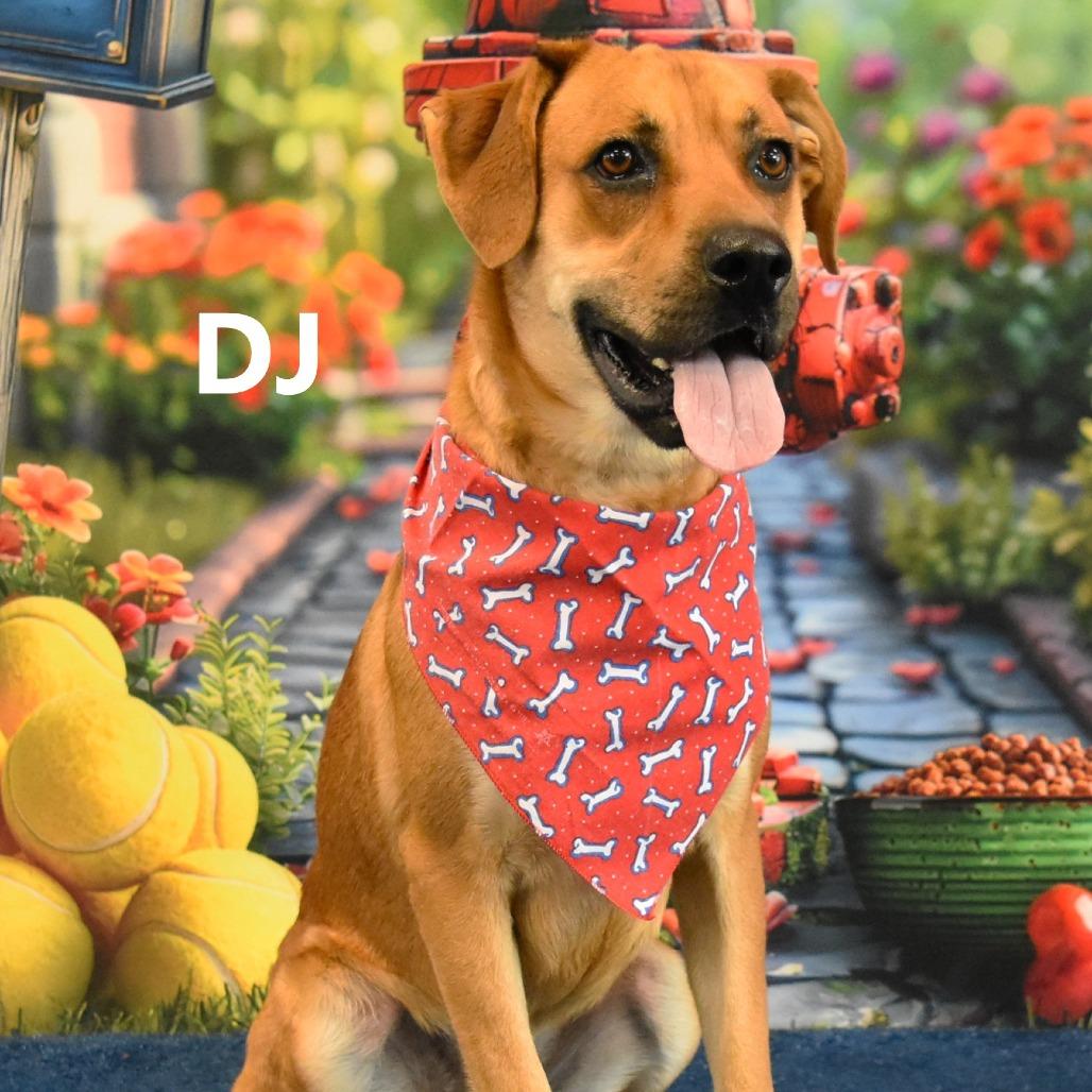 Enlarge DJ, a Adoptable mixed breed in Yuma, AZ image 5/5