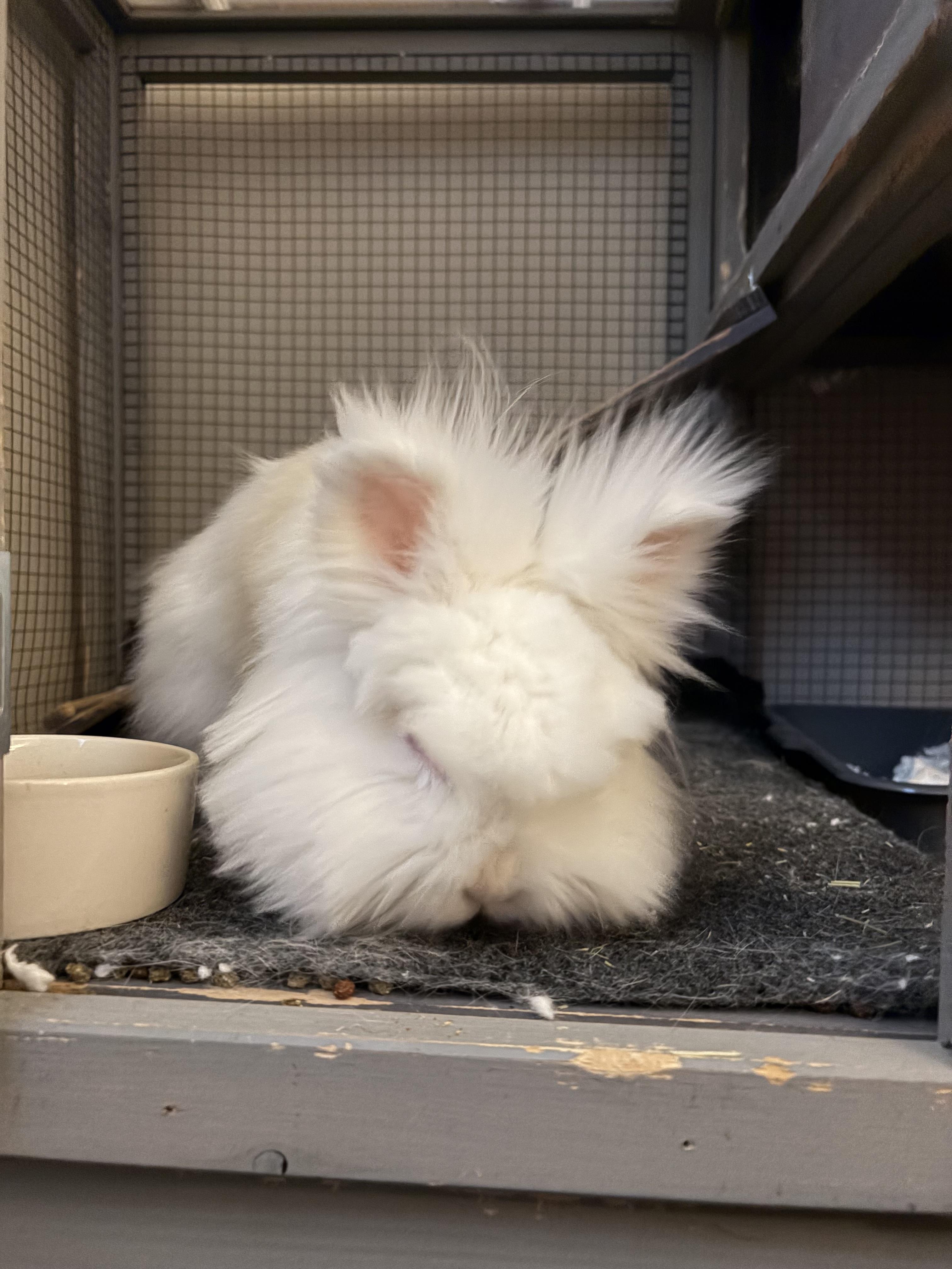 Enlarge Willow, a Adopted Lionhead in Waynesboro, VA image 2/4
