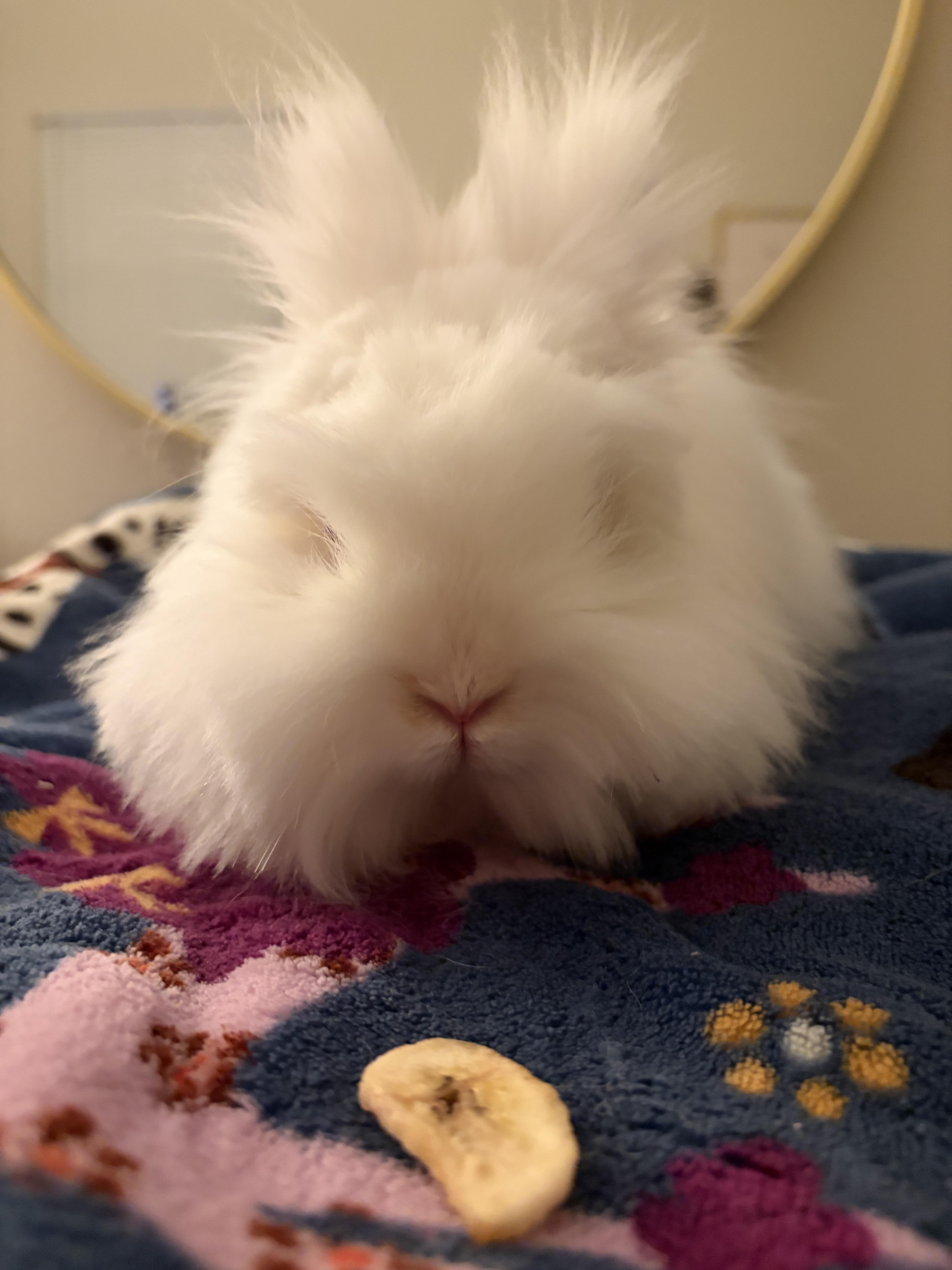 Enlarge Willow, a Adopted Lionhead in Waynesboro, VA image 3/4