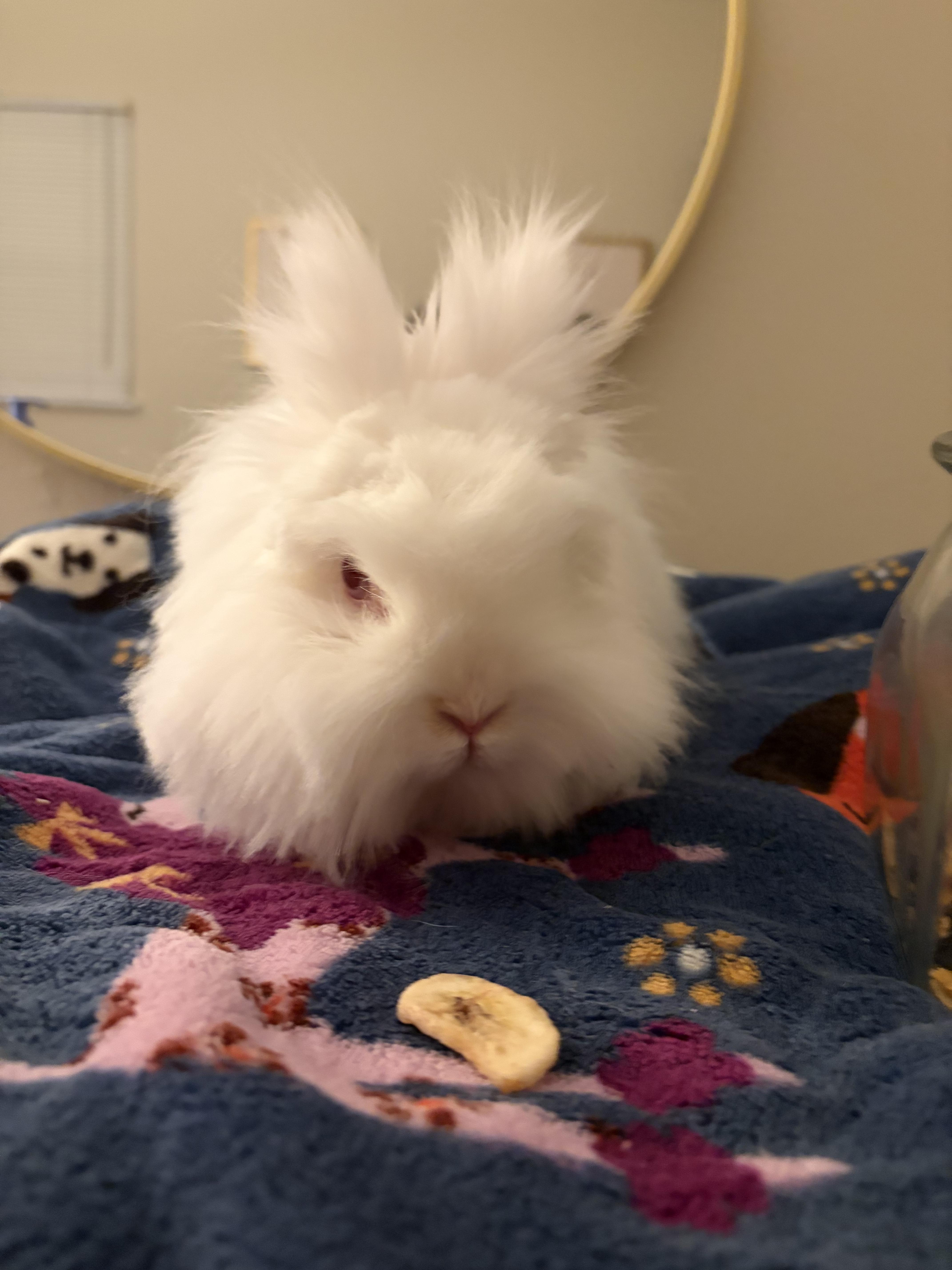 Enlarge Willow, a Adopted Lionhead in Waynesboro, VA image 4/4