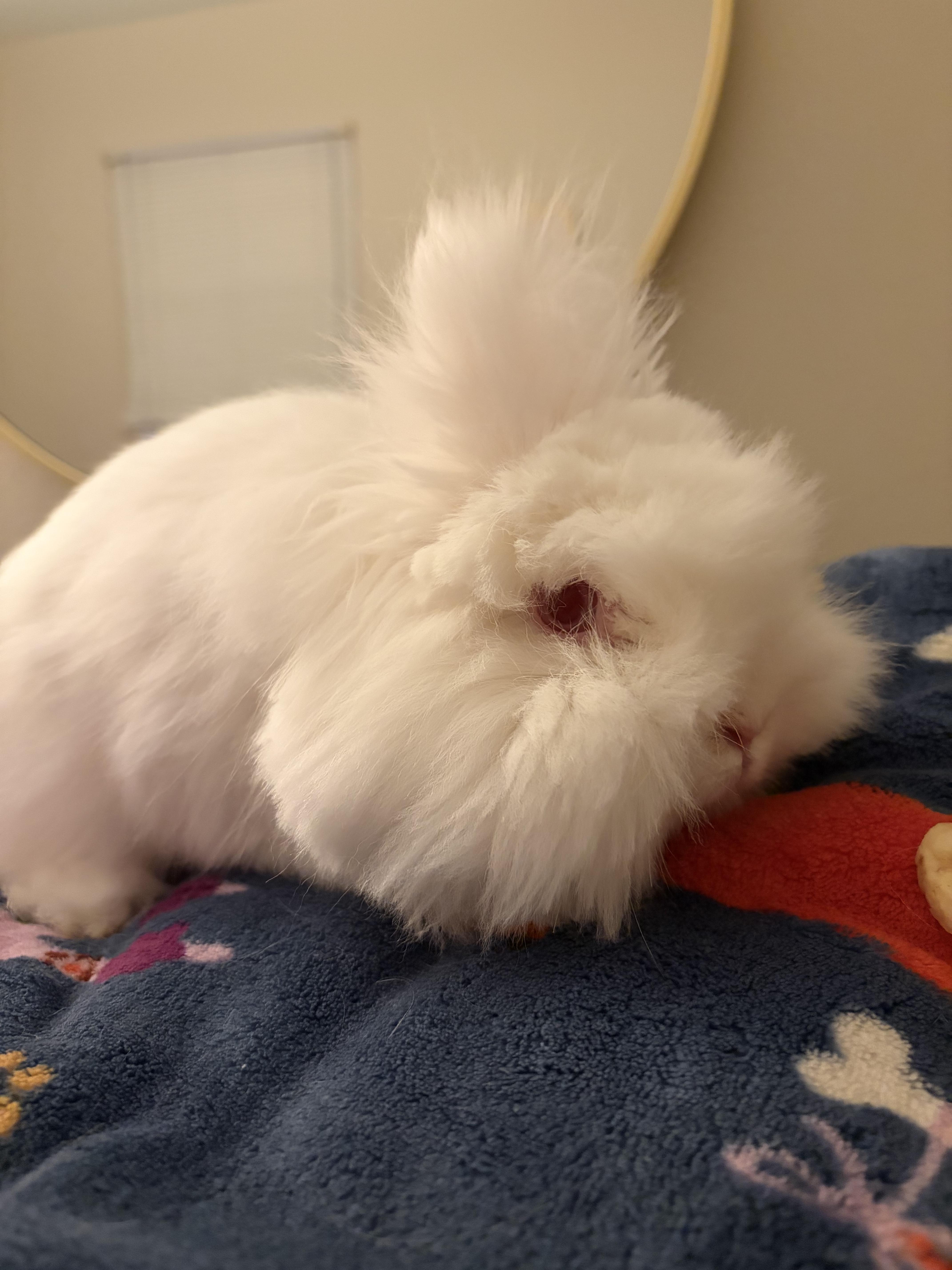Willow, Adopted, Adult Female Lionhead.