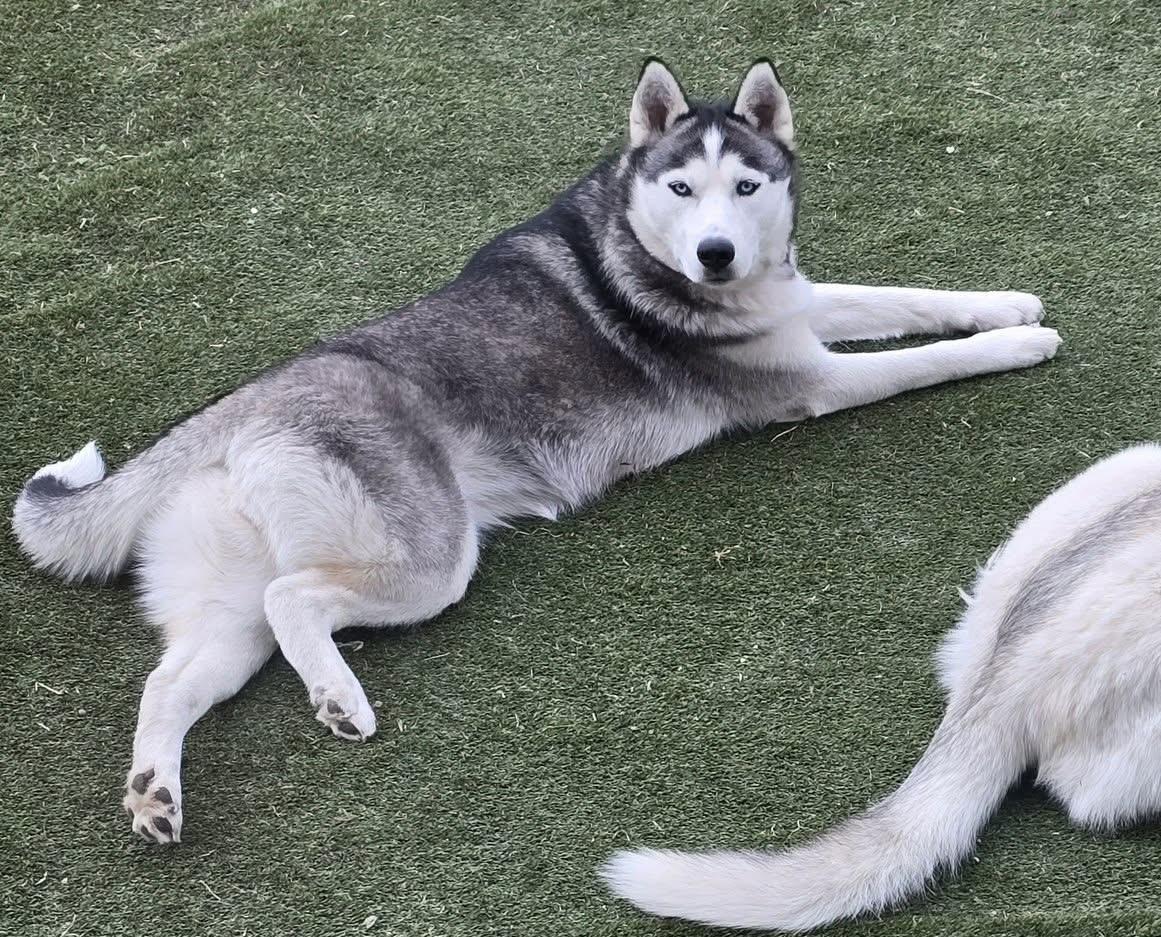 Enlarge Luna, an adopted mixed breed in Westland, MI image 3/6