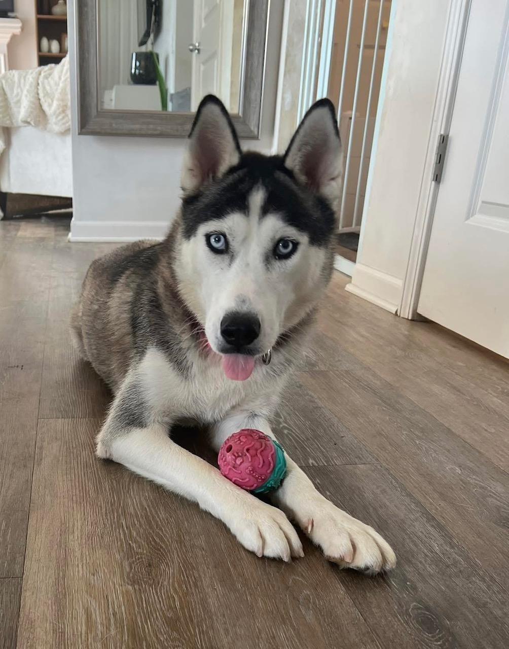 Enlarge Luna, an adopted mixed breed in Westland, MI image 5/6