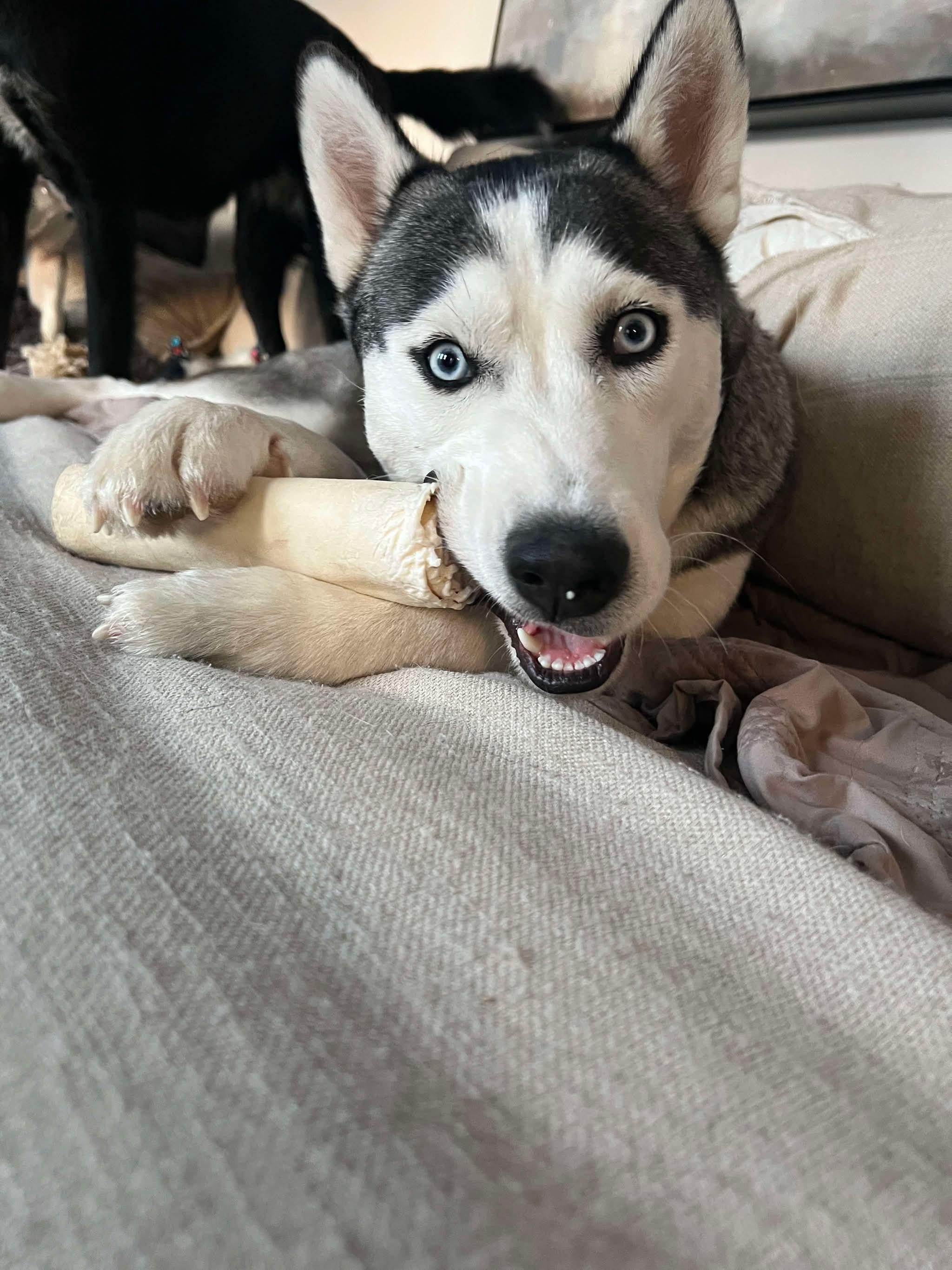 Enlarge Luna, an adopted mixed breed in Westland, MI image 4/6