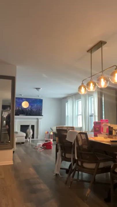 Enlarge Luna, an adopted mixed breed in Westland, MI video 2/6