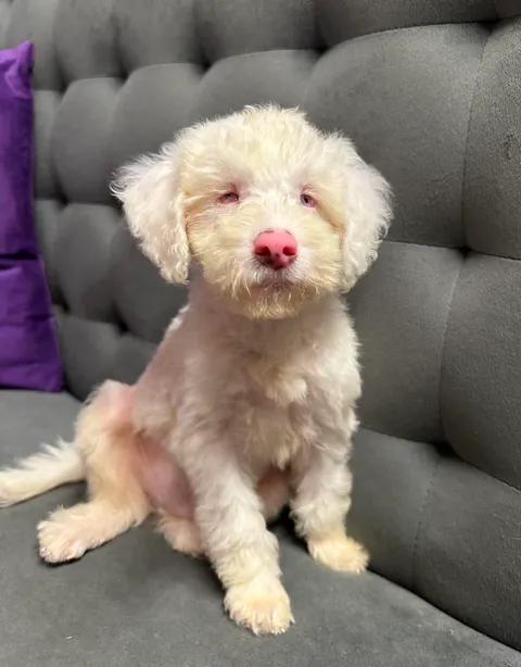 Enlarge Stevie-Foster Home Needed, a Adoptable mixed breed in Hartland, WI image 3/6