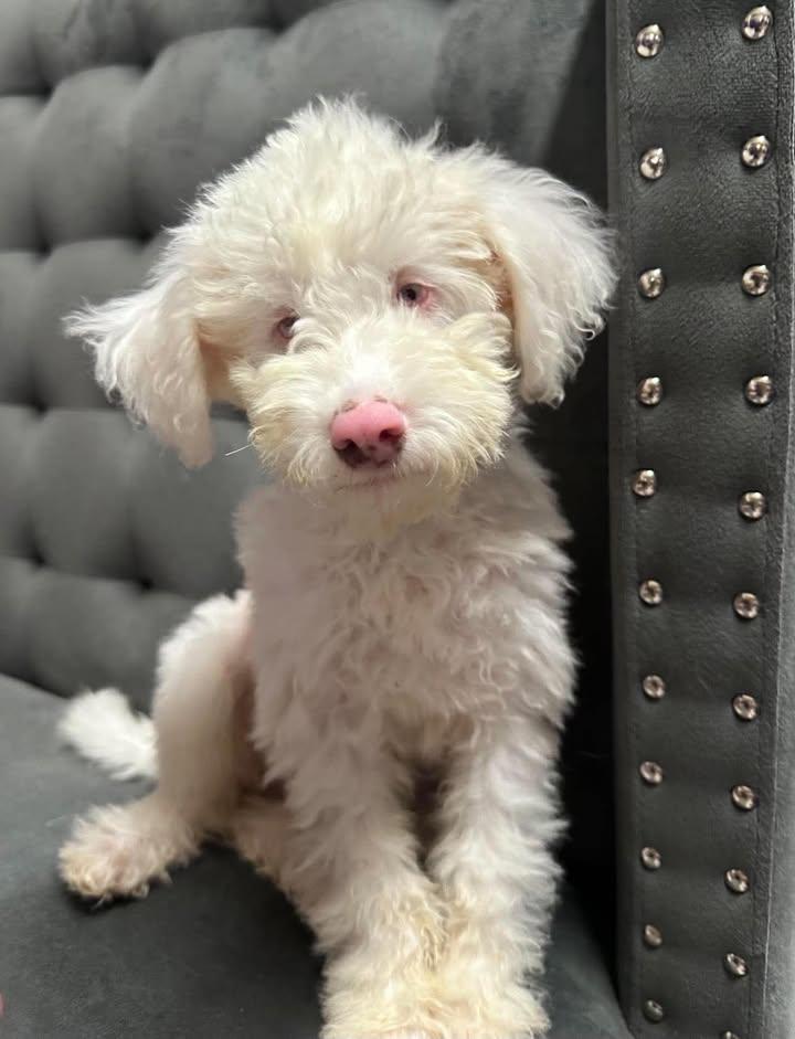 Stevie-Foster Home Needed, Adoptable, Puppy Male Miniature Poodle.