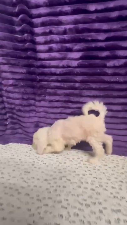 Enlarge Stevie-Foster Home Needed, a Adoptable mixed breed in Hartland, WI video 6/6