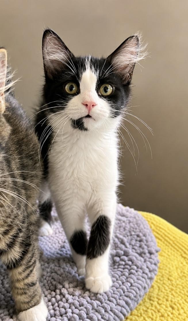 Sophia Loren, Adopted, Young Female Domestic Medium Hair.