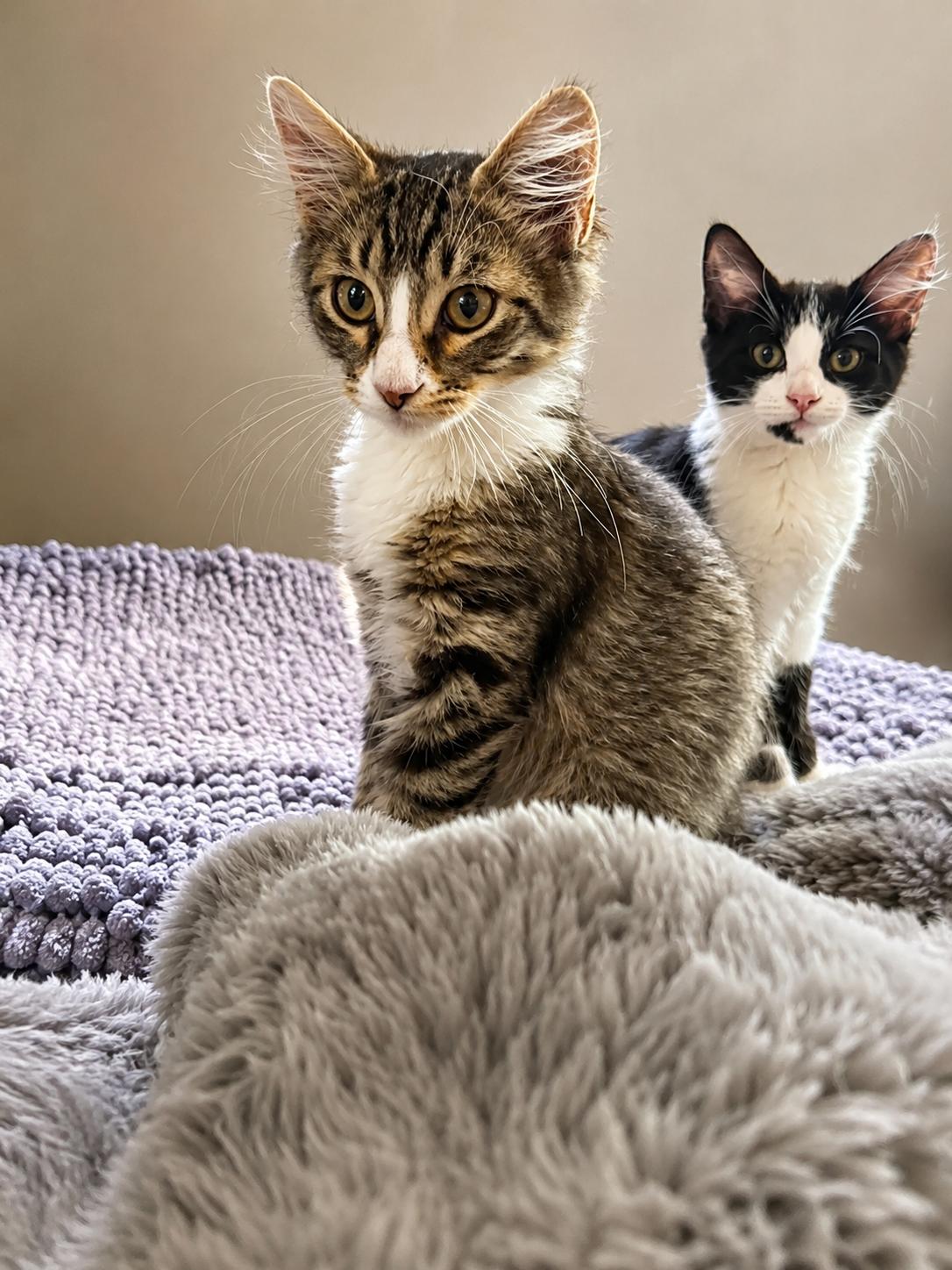 Enlarge Sophia Loren, a Adopted Domestic Medium Hair in Rio Linda, CA image 3/4