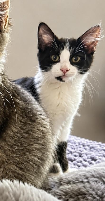 Enlarge Sophia Loren, a Adopted Domestic Medium Hair in Rio Linda, CA image 4/4