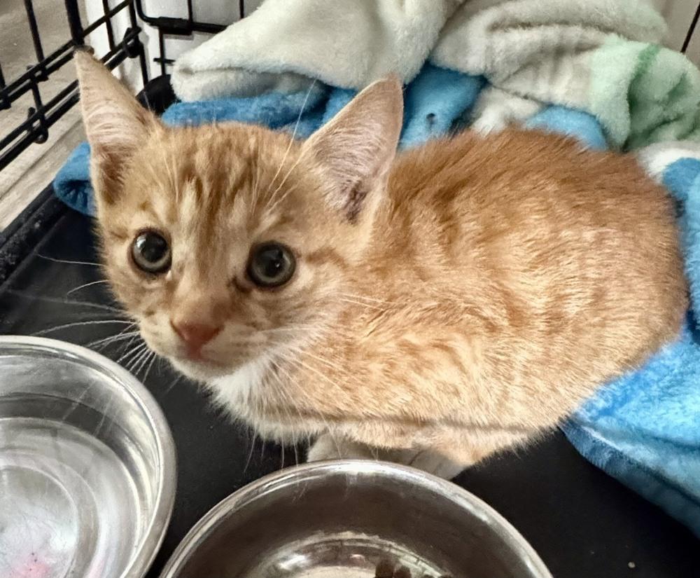 Nigel, Adoptable, Kitten Male Domestic Short Hair.