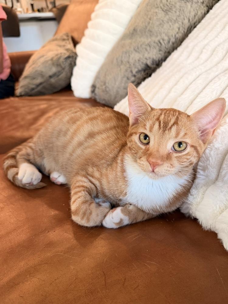 Enlarge Nigel, a Adoptable Domestic Short Hair in Oakdale, CA image 2/2